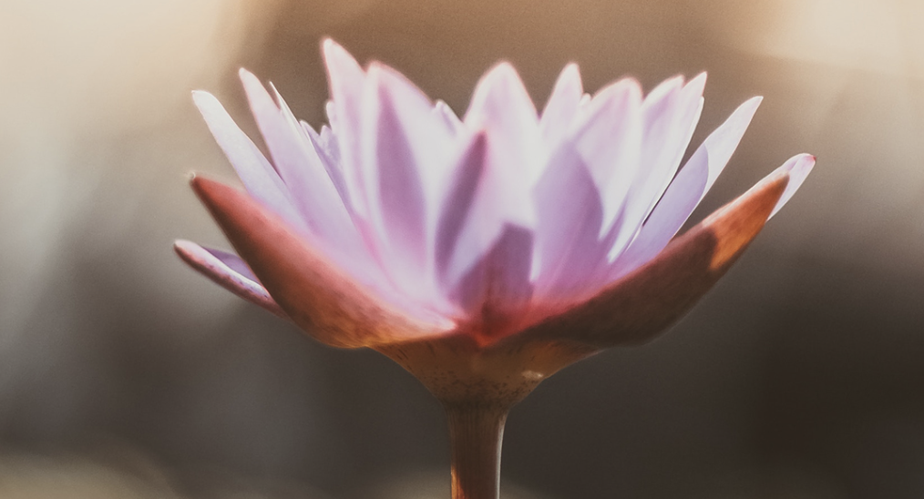 A softly backlit lotus flower opening in warm light, symbolising awakening